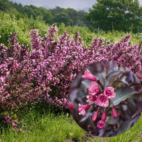 Weigela florida 'Purpurea' - Kaunis veigela 'Purpurea' C1/1L